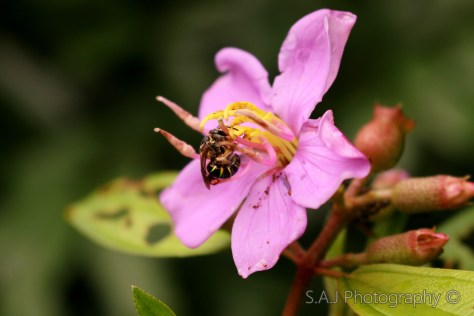 Sweat Bees (Nomia sp.)
