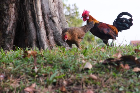 This picture of the red jungle fowl was captured during another trail at the Venus loop of the Macritchie Reservoir Park. 