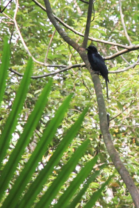 This picture of the drongo was captured during another trail at the Venus loop of the Macritchie Reservoir Park. 