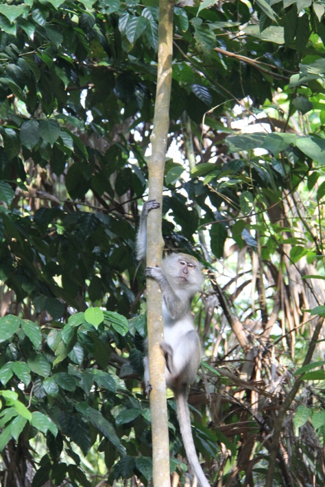 Long-tailed Macaque 