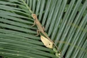 Changeable Lizard Emmanuel Goh