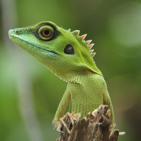 Green Crested Lizard (Bronchocela cristatella). Photo by Emmanuel Goh