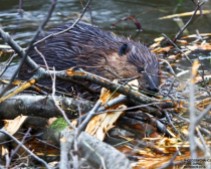Hardworking beaver constructing its dam. (Source: Dave Small-http://bangordailynews.com/slideshow/industrious-beavers-are-hard-at-work/)