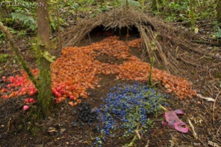 A Bowerbird nest (Source: http://cdn.c.photoshelter.com/img-get/I0000eUMkzTSpZ5k/s/900/MM7163-041130-03257.jpg)