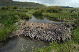 A Beaver Dam in Wyoming (Source: Wildlife Conservation Society-http://www.livescience.com/7580-beaver-dams-boost-songbird-populations.html)
