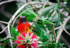 Crimson sunbird [4]. Credits: Doi Ang Khang